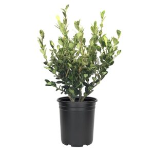 Korean Boxwood (Buxus sinica var. insularis)
