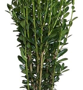 Japanese holly (Ilex crenata)