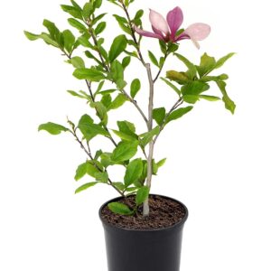 Saucer Magnolia (Magnolia soulangeana)