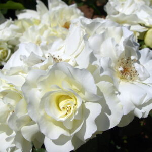 Meidiland Rose (Rosa 'Meidiland')