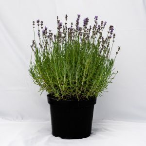 Lavandin (Lavandula intermedia 'Grosso')