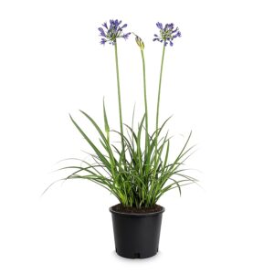 Lily of the Nile (Agapanthus 'Peter Pan')