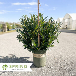 English Laurel (Prunus laurocerasus)