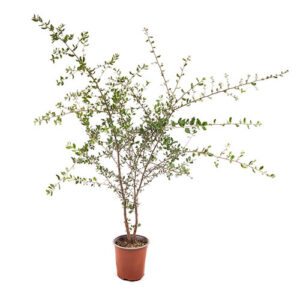 Cork Oak (Quercus suber)