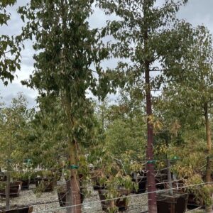 Willow-leafed Peppermint (Eucalyptus nicholii)