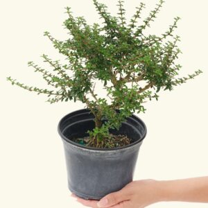 Lowfast Cotoneaster (Cotoneaster dammeri)