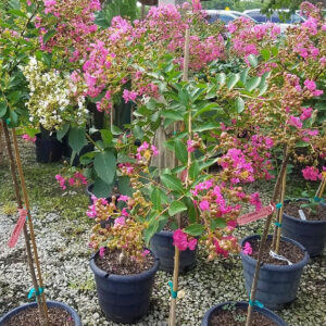 Crepe Myrtle (Lagerstroemia indica 'Watermelon Red')