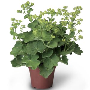 Lady's Mantle (Alchemilla spp)