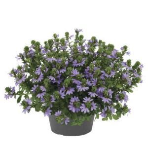 fan flower (Scaevola)