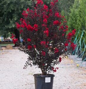 Crepe Myrtle (Lagerstroemia indica)