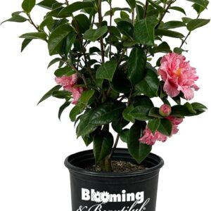 Rose Multi (Camellia japonica)