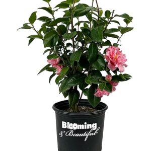 Hana Jiman (Camellia sasanqua)