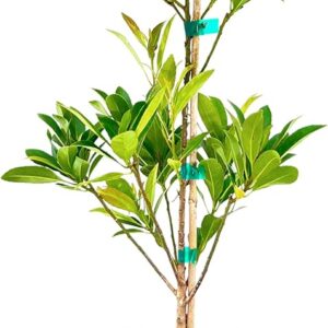 Japanese Blueberry (Elaeocarpus decipiens)