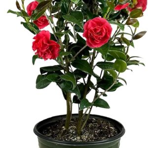 Kramer's Supreme (Camellia japonica)