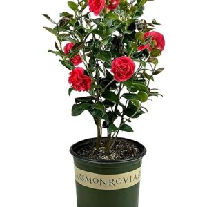 Jordan's Pride (Camellia japonica)