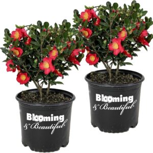 Yuletide (Camellia japonica)