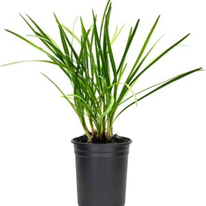 Garlic Green (Tulbaghia violacea)