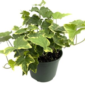 English Ivy (Hedera helix)