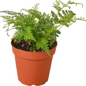 White Rabbit's Foot (Davallia fejeensis)