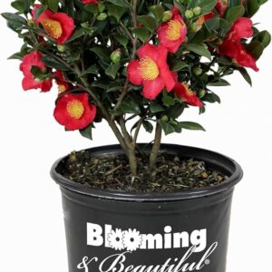 Yuletide (Camellia sasanqua)