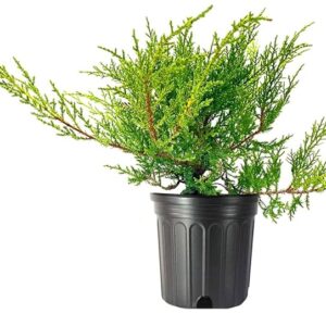 Gold Coast Juniper (Juniperus chinensis "Gold Coast")