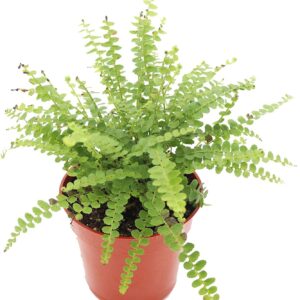sword fern (Nephrolepis cordifolia)
