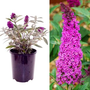 Buzz Lavender (Buddleia 'Buzz Lavender')