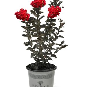 Cherokee Red (Lagerstroemia indica)
