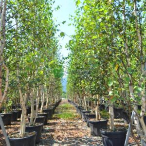 White Birch (Betula papyrifera)