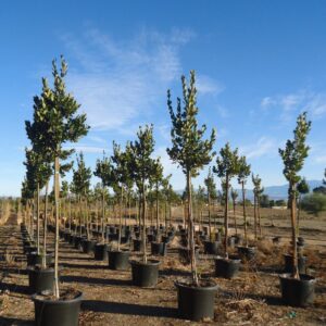bay laurel (Laurus nobilis)