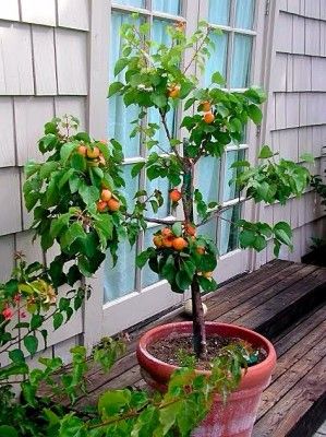 Blenheim Apricot (Prunus armeniaca)