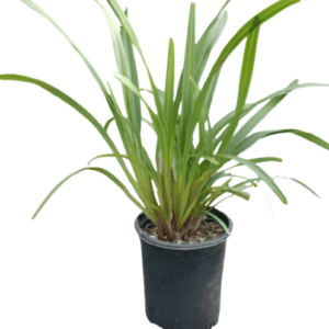 Little Baca (Dianella caerulea)