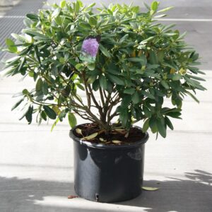 Himalayan Rhododendron (Rhododendron Grandiflorum)