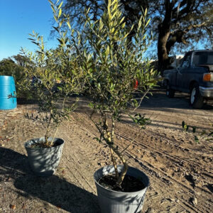 Skylark (Olea europaea)