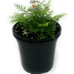 Black Rabbit's Foot Fern (Davallia trichomanoides)