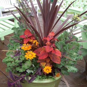 Red Star (Cordyline australis)