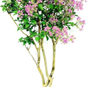Crape Myrtle (Lagerstroemia muskogee)
