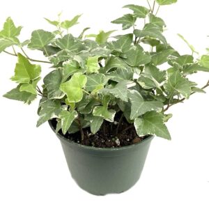 English Ivy (Hedera helix)