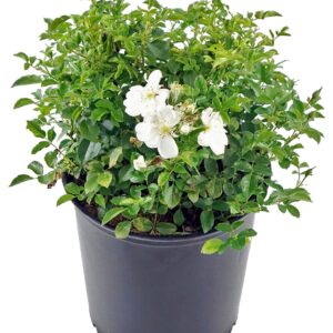 White Grond C (Rosa Ground Cover White)