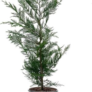 Leyland Cypress (Cupressocyparis leylandii)