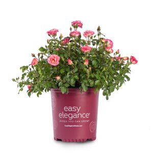 Winter Sunset Rose (Rosa 'Winter Sunset')