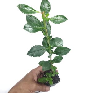 fradesii escallonia (Escallonia fradesii)