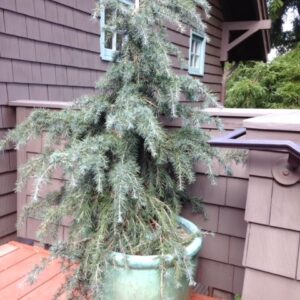 Deodar cedar (Cedrus deodara)