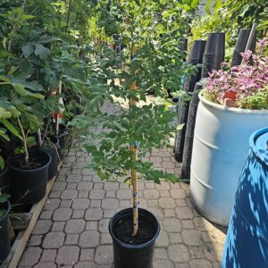 Goldenraintree (Koelreuteria paniculata)