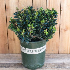 variegated dwarf Indian hawthorn (Rhaphiolepis umbellata 'Minor')