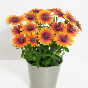 African Daisy (Osteospermum ecklonis)