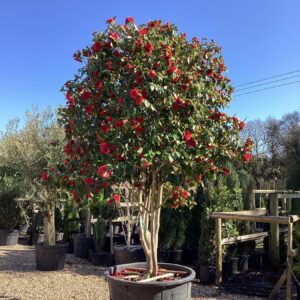 Japanese camellia (Camellia japonica)