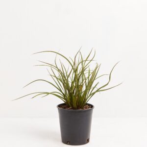 Tom Thumb (Phormium tenax)