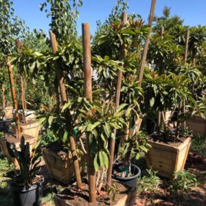 Bronze Loquat (Eriobotrya deflexa)