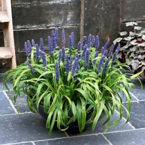 monkey grass (Liriope muscari)